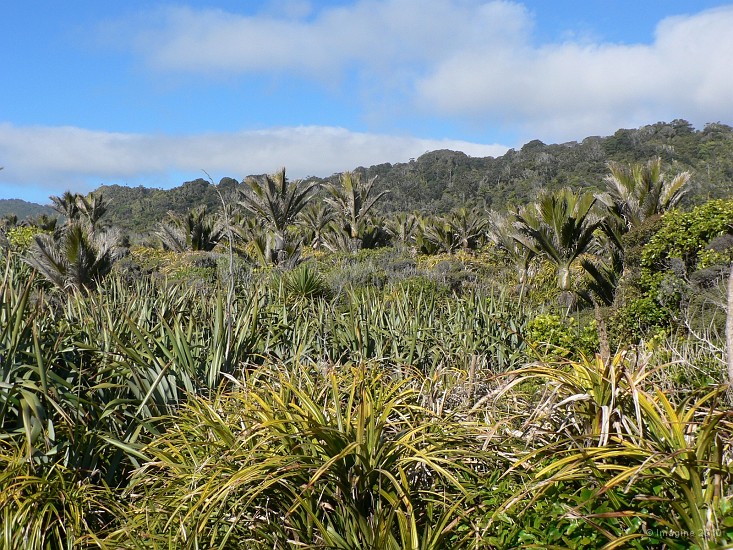 11.1- Vegetation de flax et palmiers a Pancake rocks.JPG